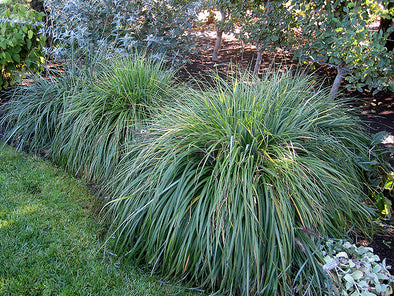 Pennisetum alopecuroides 'Moudry' (Moudry Fountain Grass)