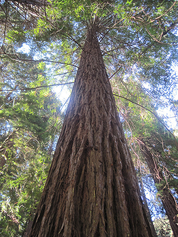 Sequoia sempervirens (Coast Redwood)