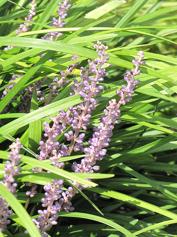 Liriope spicata (Lily Turf)