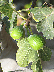 Ficus carica 'Yellow Long Neck' (Yellow Long Neck Fig)