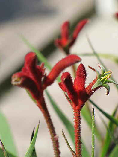 Anigozanthos 'Joe Joe Red' (Kangaroo Paw)