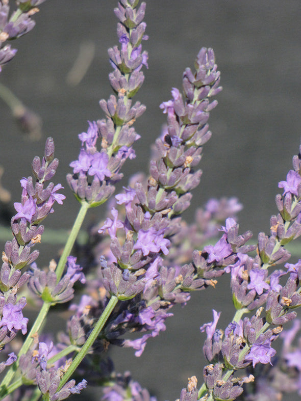 Lavandula x intermedia 'Grosso'