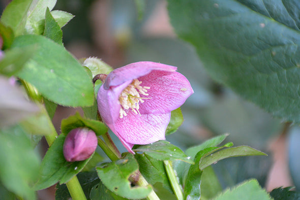 Helleborus orientalis