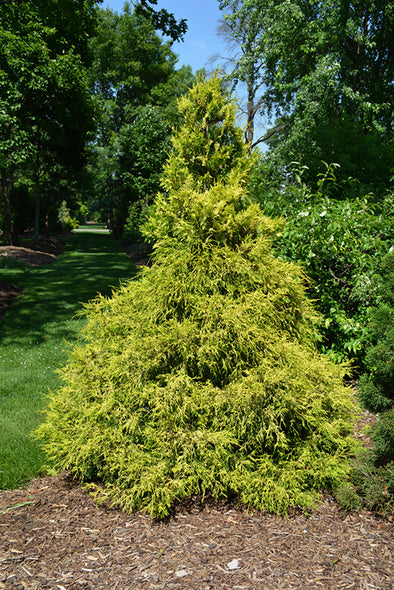 Chamaecyparis pisifera 'Golden Mop' (Falsecypress)