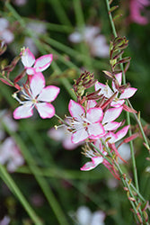 Gaura lindheimeri 'Rosy Jane'