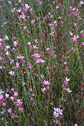 Gaura lindheimeri 'Bantam Pink'