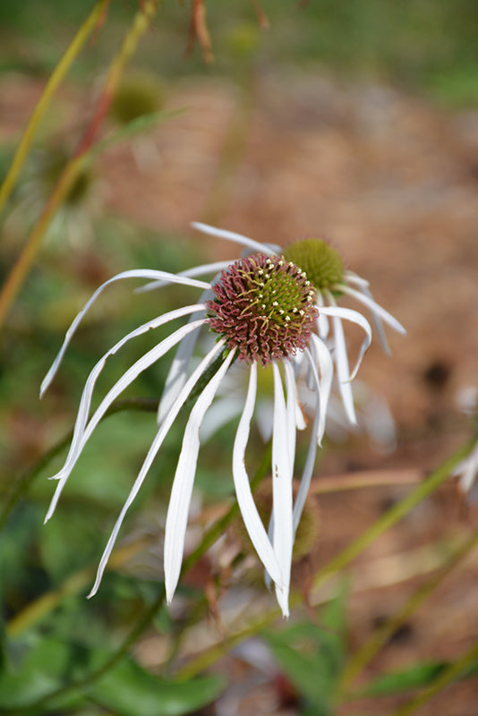 Echinacea pallida 'Hula Dancer'