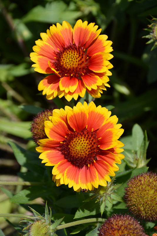 Gaillardia grandiflora 'Arizona Sun'