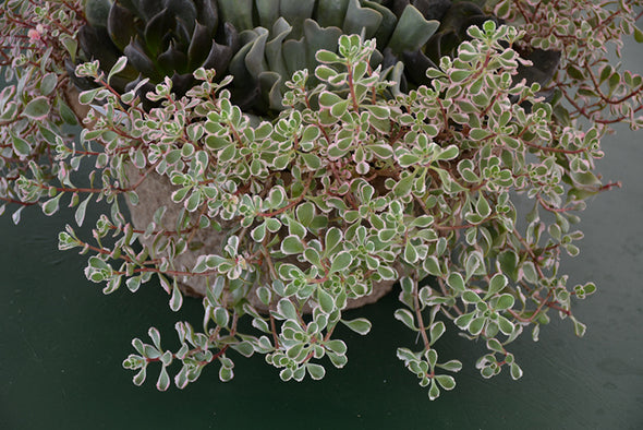 Sedum spurium 'Tricolor' (Tricolor Stonecrop)