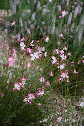 Gaura lindheimeri 'Little Janie'