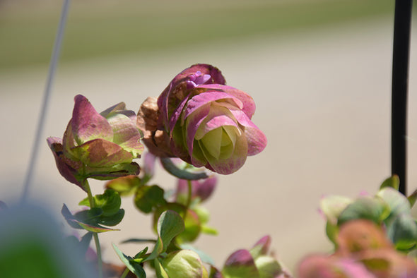 Origanum 'Kirigami' (Kirigami Oregano)