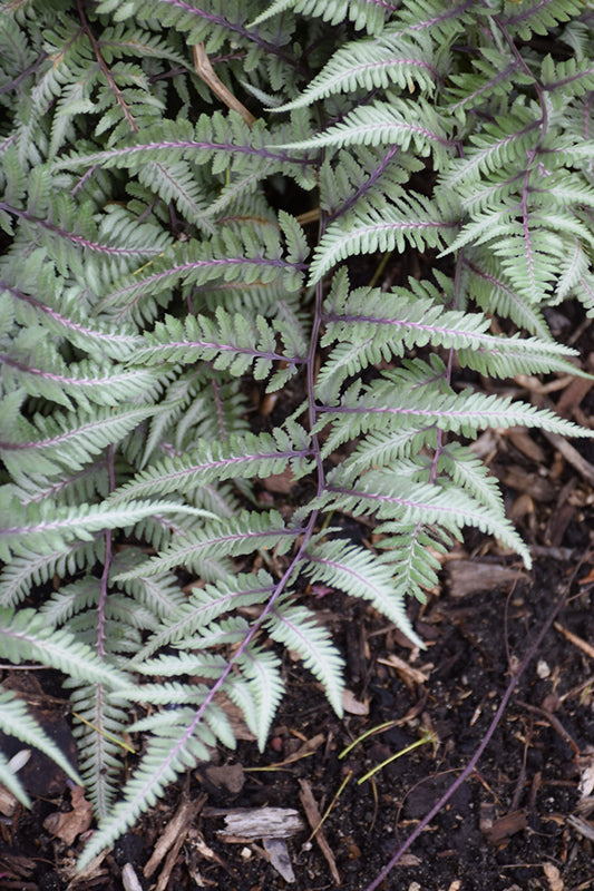 Athyrium 'Godzilla' (Japanese Painted Fern)