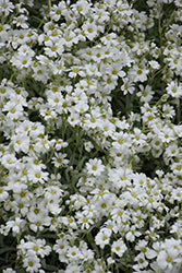 Cerastium tomentosum 'Yo Yo' (Yo Yo Snow-In-Summer)