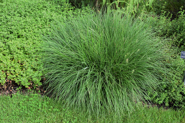 Pennisetum alopecuroides 'Little Bunny' (Little Bunny Dwarf Fountain Grass)
