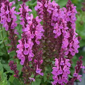 Salvia nemorosa 'Rose Marvel' (Rose Marvel Meadow Sage)