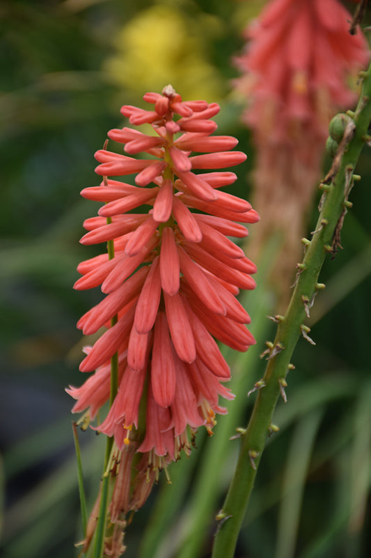 Kniphofia 'Red Hot Popsicle'