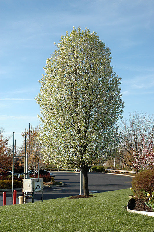 Pyrus calleryana 'Chanticleer' (Ornamental Pear)