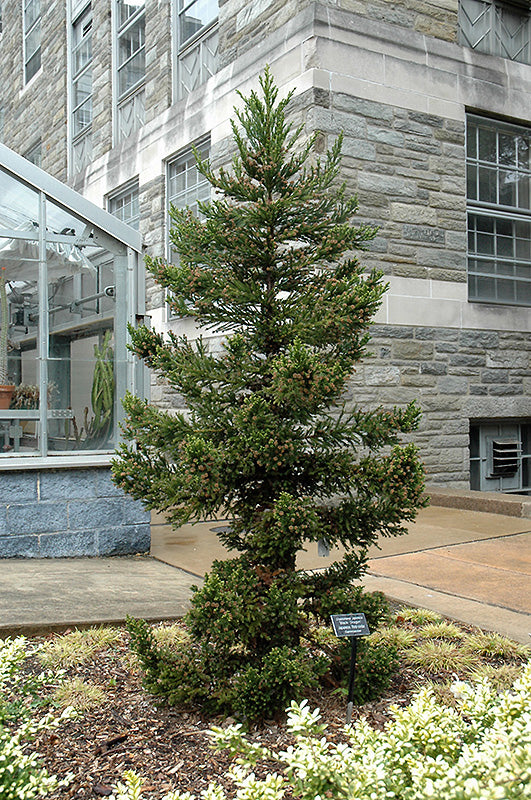 Cryptomeria japonica 'Black Dragon' (Black Dragon Japanese Cedar)