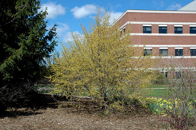 Cornus mas