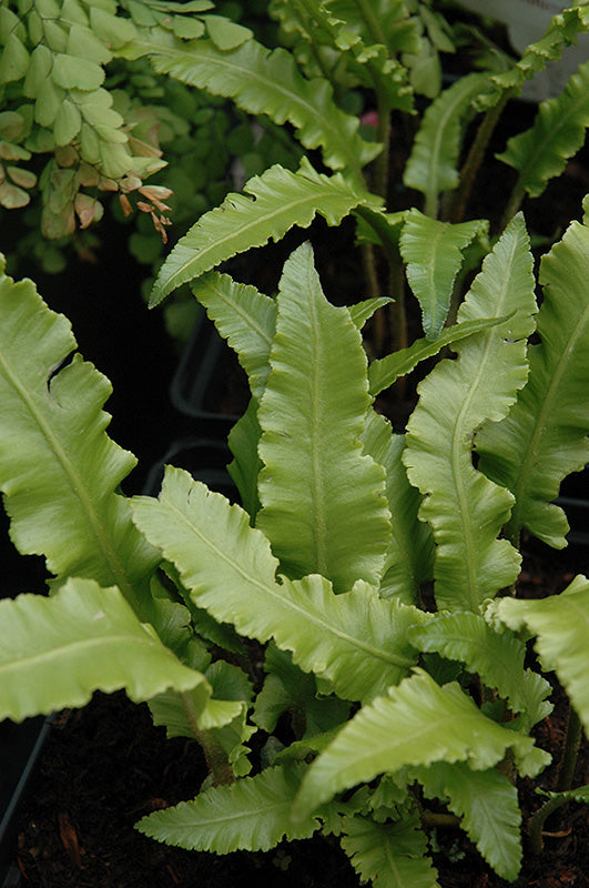 Phyllitis scolopendrium 'Cristata' (Crested Hart's Tongue Fern)