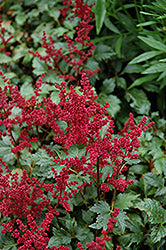 Astilbe x arendsii 'Burgunderrot'/ 'Burgundy Red' (False Goatsbeard / False Spiraea)