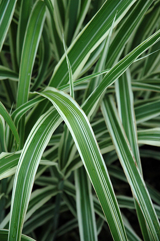 Miscanthus sinensis 'Cosmopolitan' (Maiden Grass)