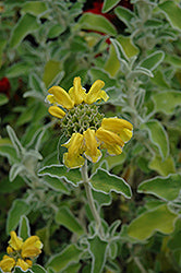 Phlomis fruticosa (Jerusalem Sage)