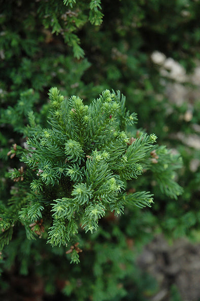 Cryptomeria japonica 'Black Dragon' (Black Dragon Japanese Cedar)