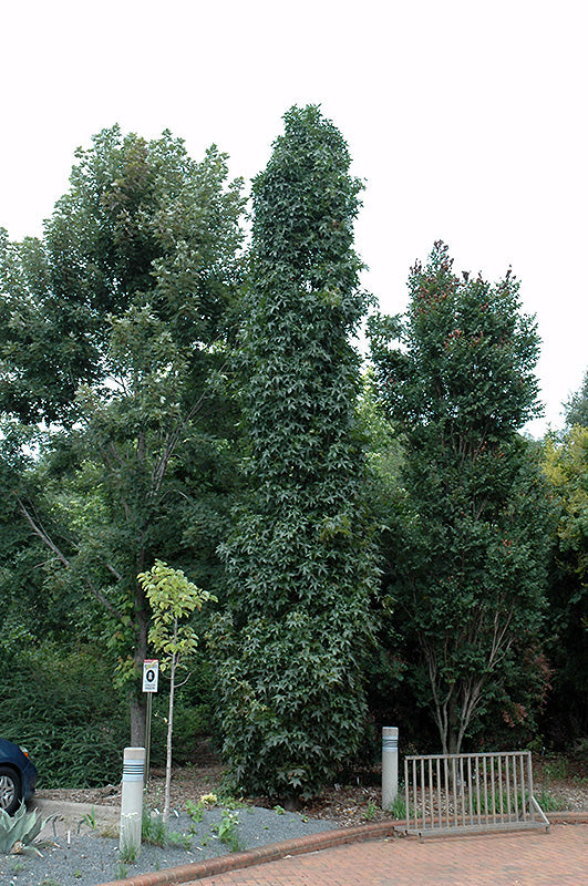 Liquidambar styraifula 'Slender Silhouette'