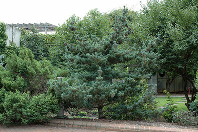 Pinus parviflora 'Brevifolia' (Blue Short-Needled Japanese Pine)