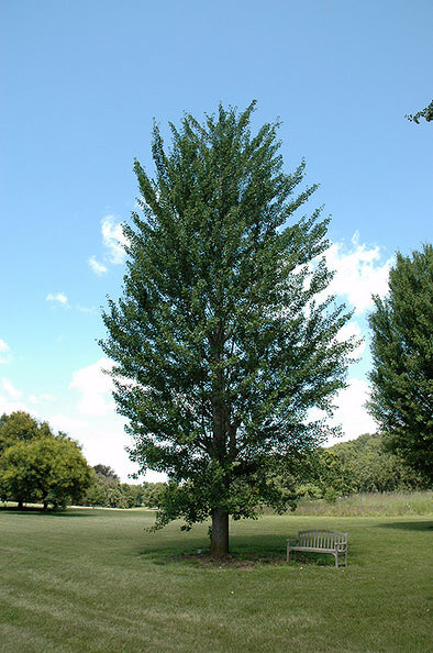 Ginkgo biloba 'Princeton Sentry'