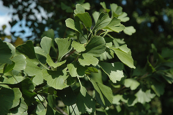 Ginkgo biloba 'Princeton Sentry'