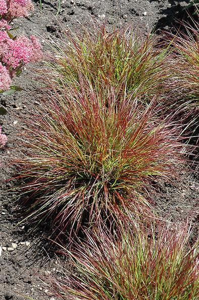Pennisetum alopecuroides 'Burgundy Bunny' (Dwarf Fountain Grass)