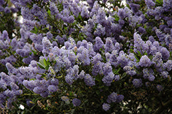 Ceanothus thyrsiflorus 'Victoria' (California Lilac)