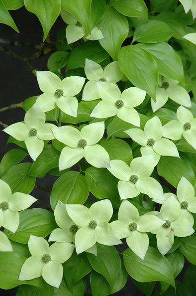 Cornus kousa 'Milky Way'