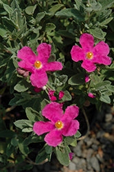 Cistus 'Sunset' (Sunset Magenta Rockrose)