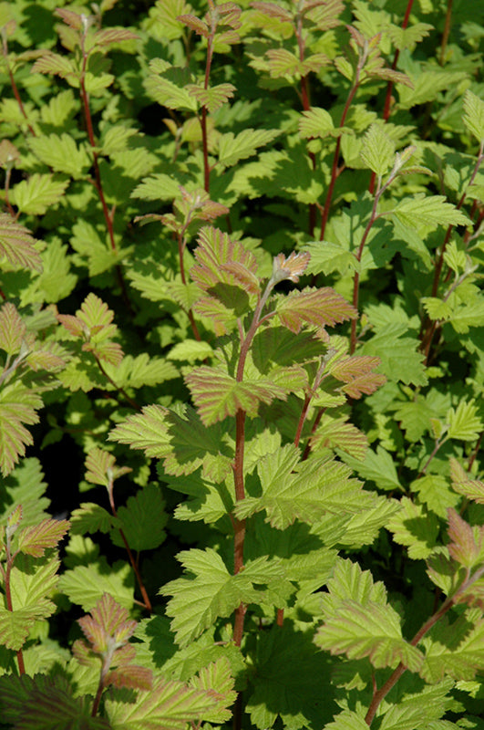 Holodiscus discolor