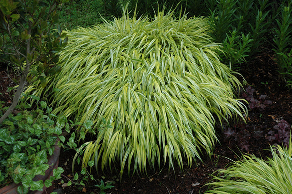 Hakonechloa macra 'Aureola' (Golden Variegated Hakone Grass)