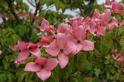 Cornus kousa 'Rutpink' (Scarlet Fire)