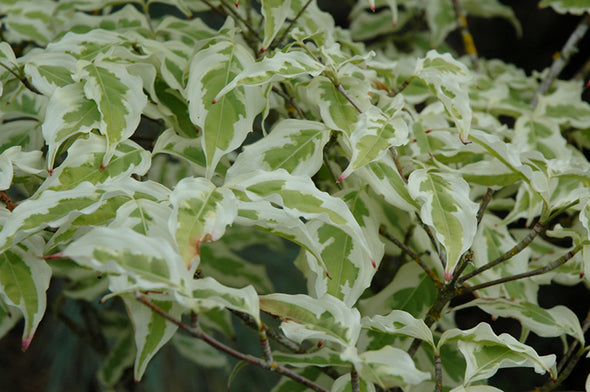 Cornus kousa Summer Fun