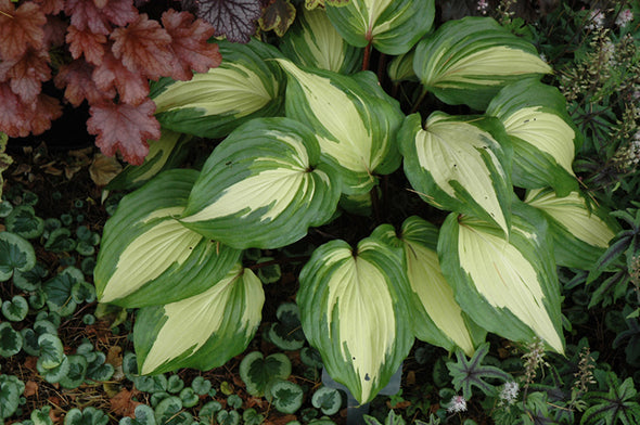 Hosta 'Raspberry Sundae'