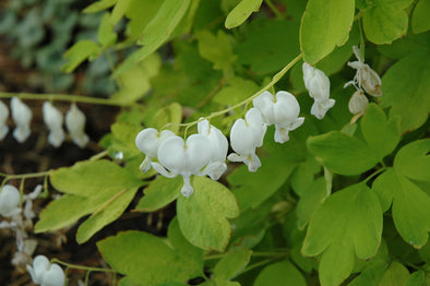 Dicentra spectabilis 'White Gold'