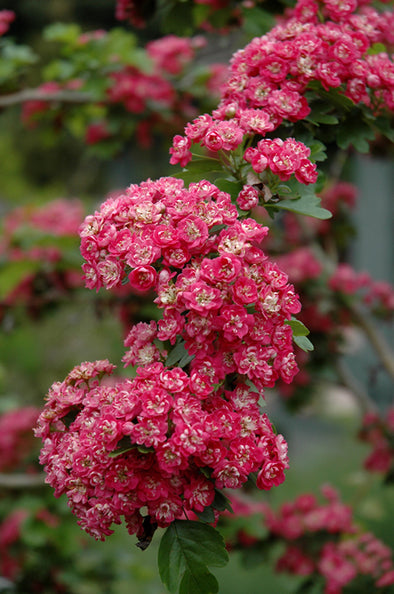 Crataegus mordenensis 'Toba' (Hawthorn)