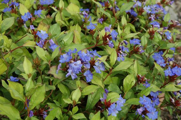 Ceratostigma plumbaginoides (Plumbago / Leadwort)