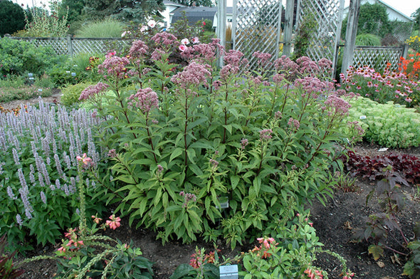 Eupatorium dubium 'Baby Joe' (Baby Joe Dwarf Joe Pye Weed)