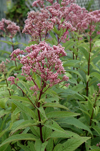 Eupatorium dubium 'Baby Joe' (Baby Joe Dwarf Joe Pye Weed)