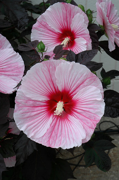 Hibiscus 'Starry Starry Night'