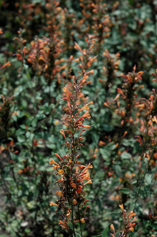 Agastache 'Kudos Mandarin' (Hyssop)