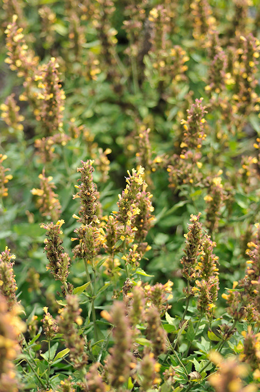 Agastache 'Kudos Gold' (Hyssop)