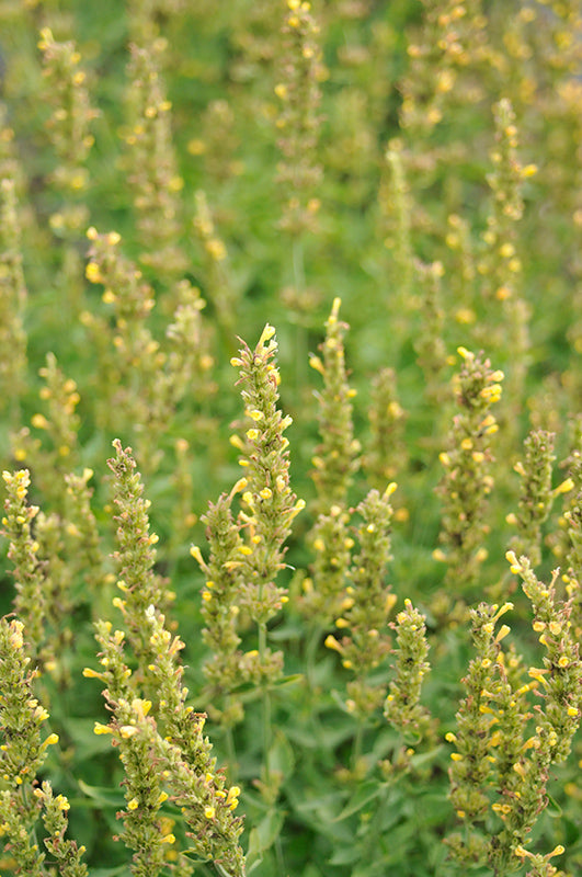 Agastache 'Kudos Yellow' (Hyssop)